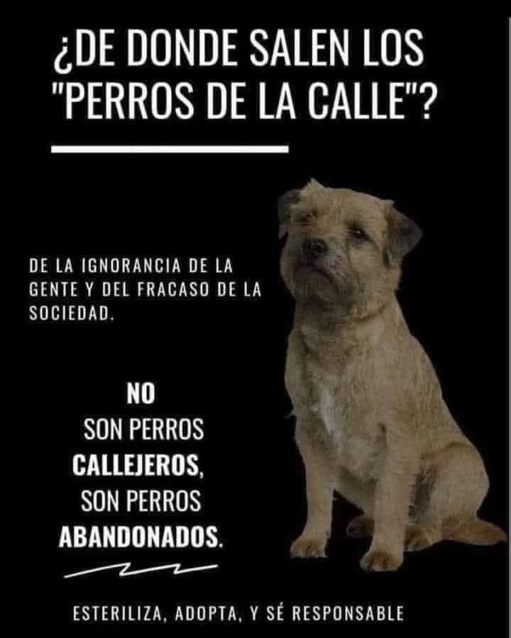 ESTERILIZA, ADOPTA, Y SÉ RESPONSABLE