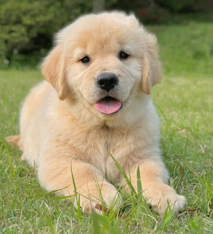 Tweet of Animals (@tweetofanimals1) on Twitter photo 