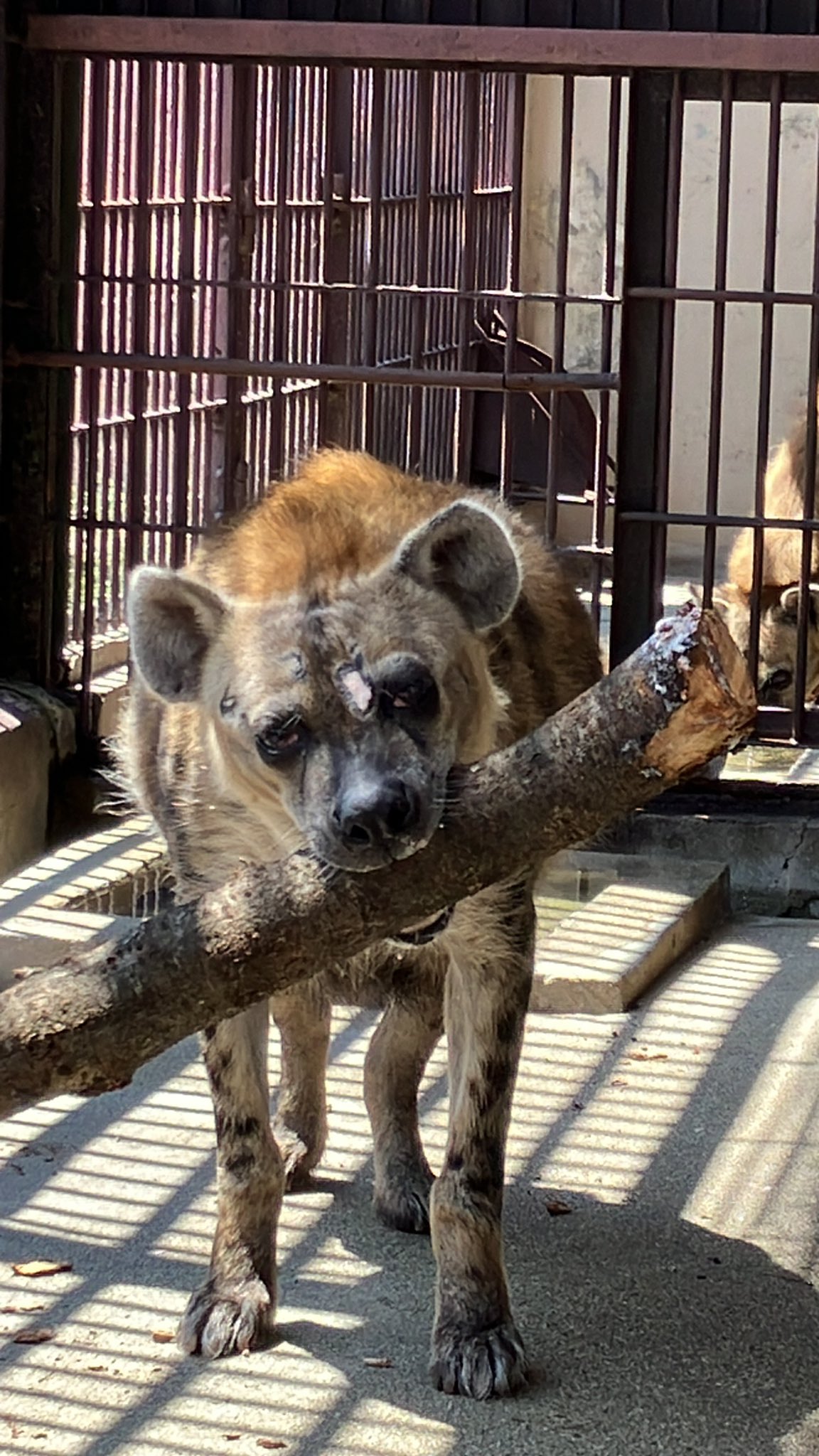 ブッチ - Search / X