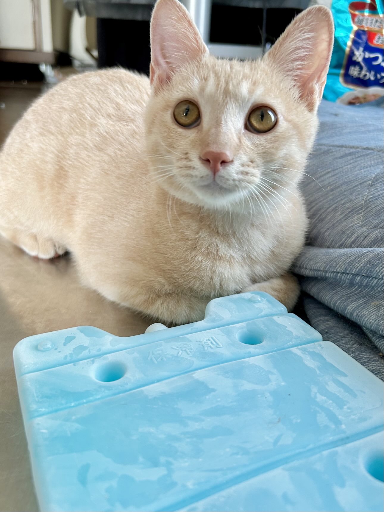 なっちゃんページ なっちゃん🍀🍊 (@NacchanSensei) / X