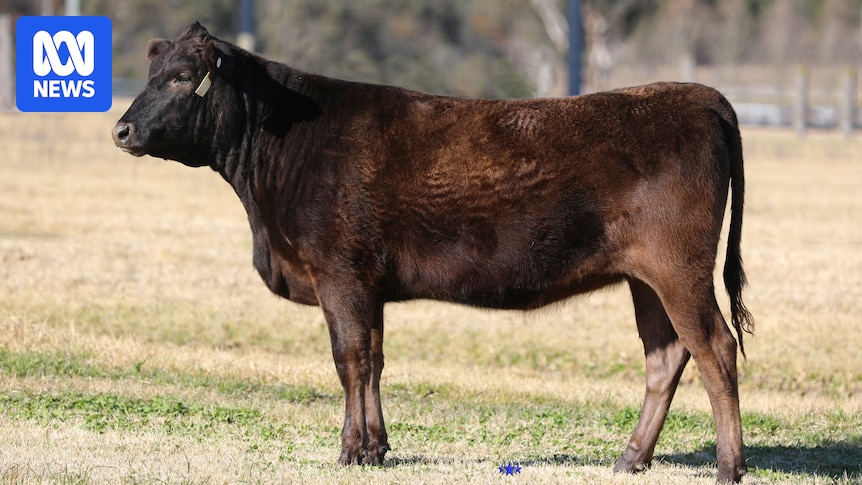 HumanisingMen's tweet image. Wagyu heifer sells for $350,000 as Australian cattle market rises abc.net.au/news/2025-08-3… #wagyu #GeneFlow #beefprices