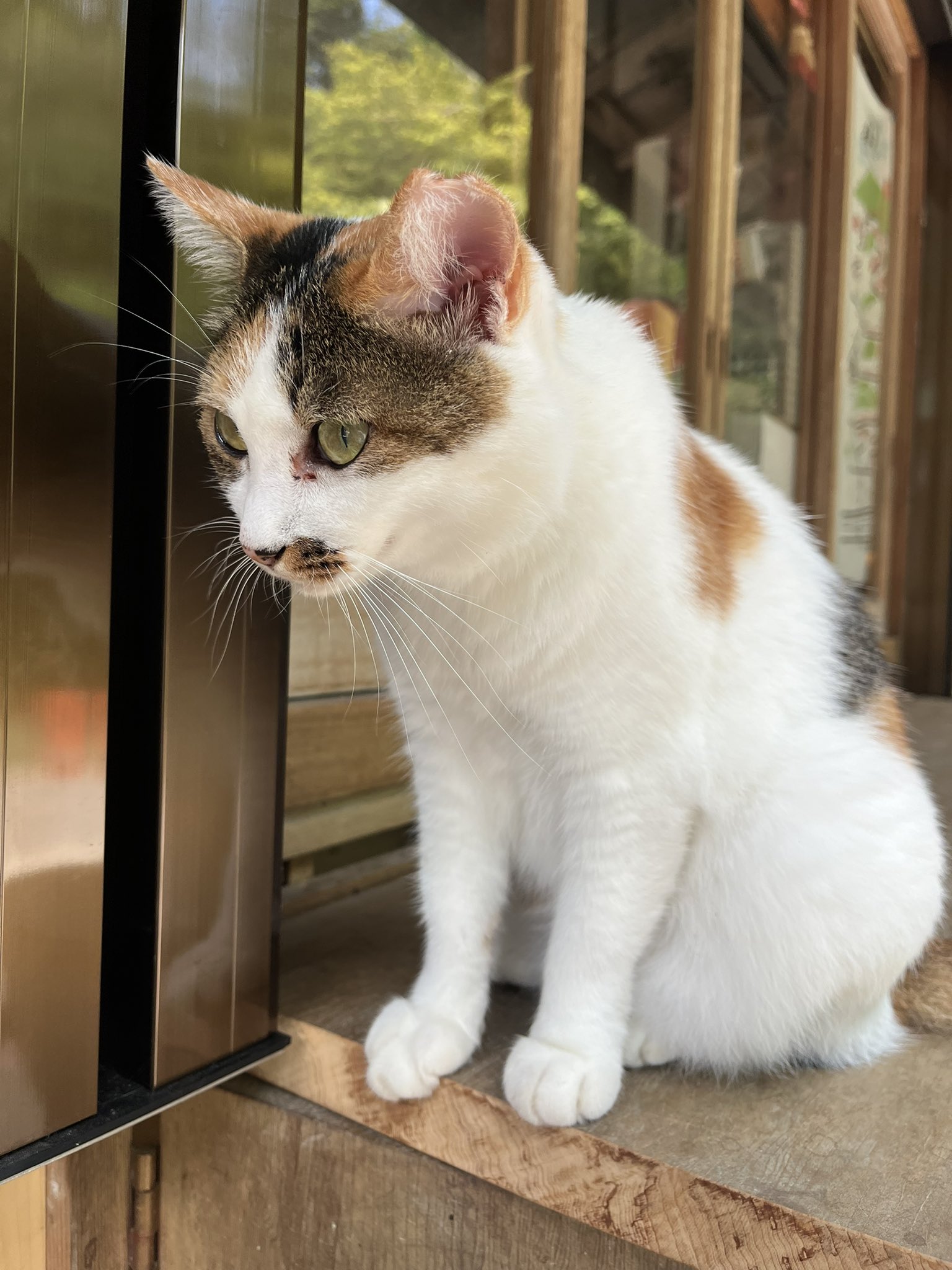 ねこ ネコセカイ 公式オンラインショップ / キャットハーネス