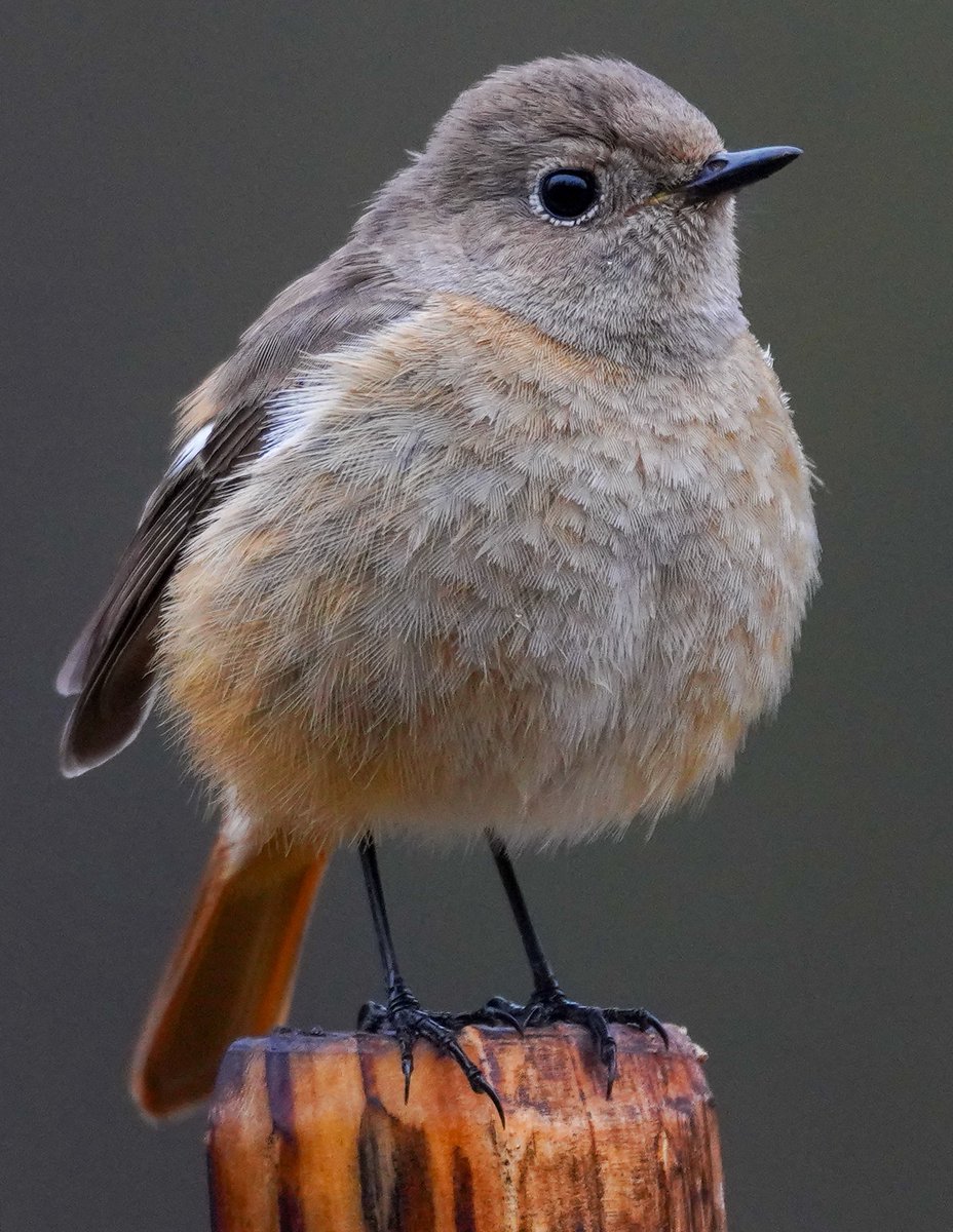 #ムチムチの鳥をミチミチに収める