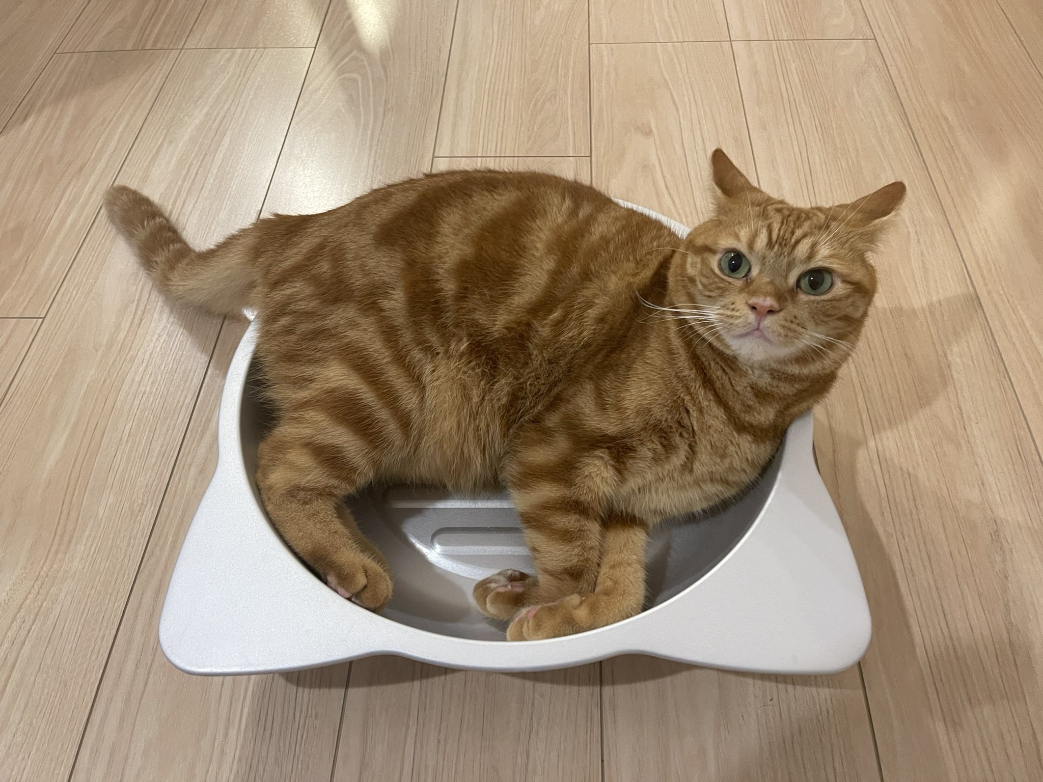 どこかの猫好き eishiki360🇯🇵 on X: 