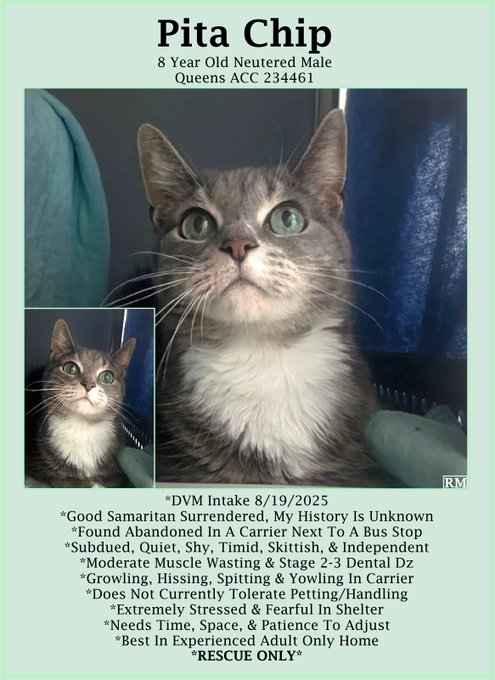 Peter Askin (@peteraskin1) on Twitter photo Poor "Pita Chip" was dumped like trash
yes, the owner dumped & then did a dash!
This boy will need time to decompress
& needs help to escape this NYC ACC mess!
If you love the special needs like I think you do
adopt thru a New Hope Rescue I ask you
Tag <a href="/sachikoko/">Renee' Martin</a> with pledges! Poor "Pita Chip" was dumped like trash
yes, the owner dumped & then did a dash!
This boy will need time to decompress
& needs help to escape this NYC ACC mess!
If you love the special needs like I think you do
adopt thru a New Hope Rescue I ask you
Tag <a href="/sachikoko/">Renee' Martin</a> with pledges!