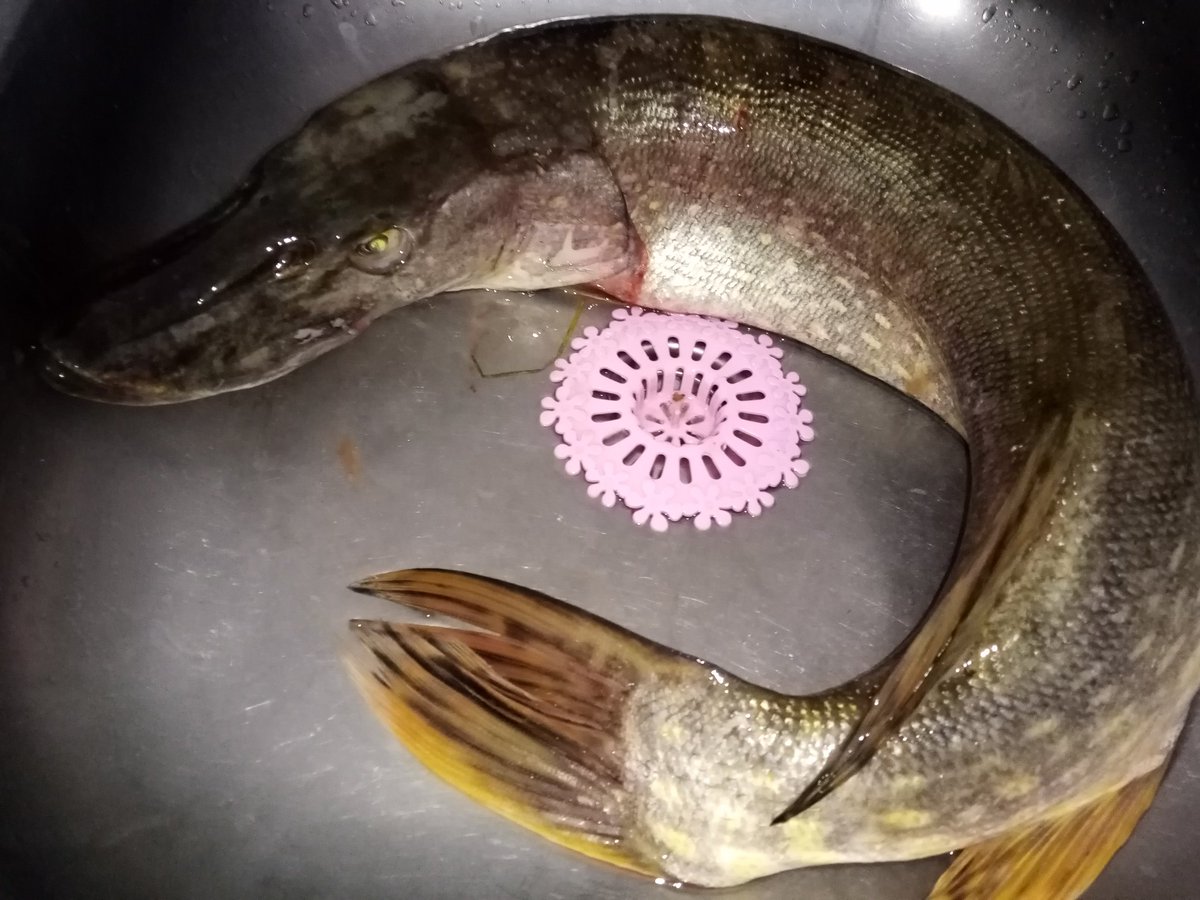 Singnorita Bandita tweet media