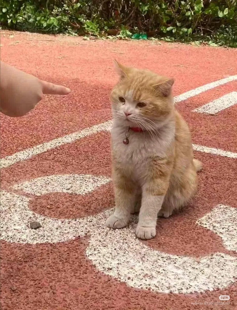Why you should have a cat tweet media