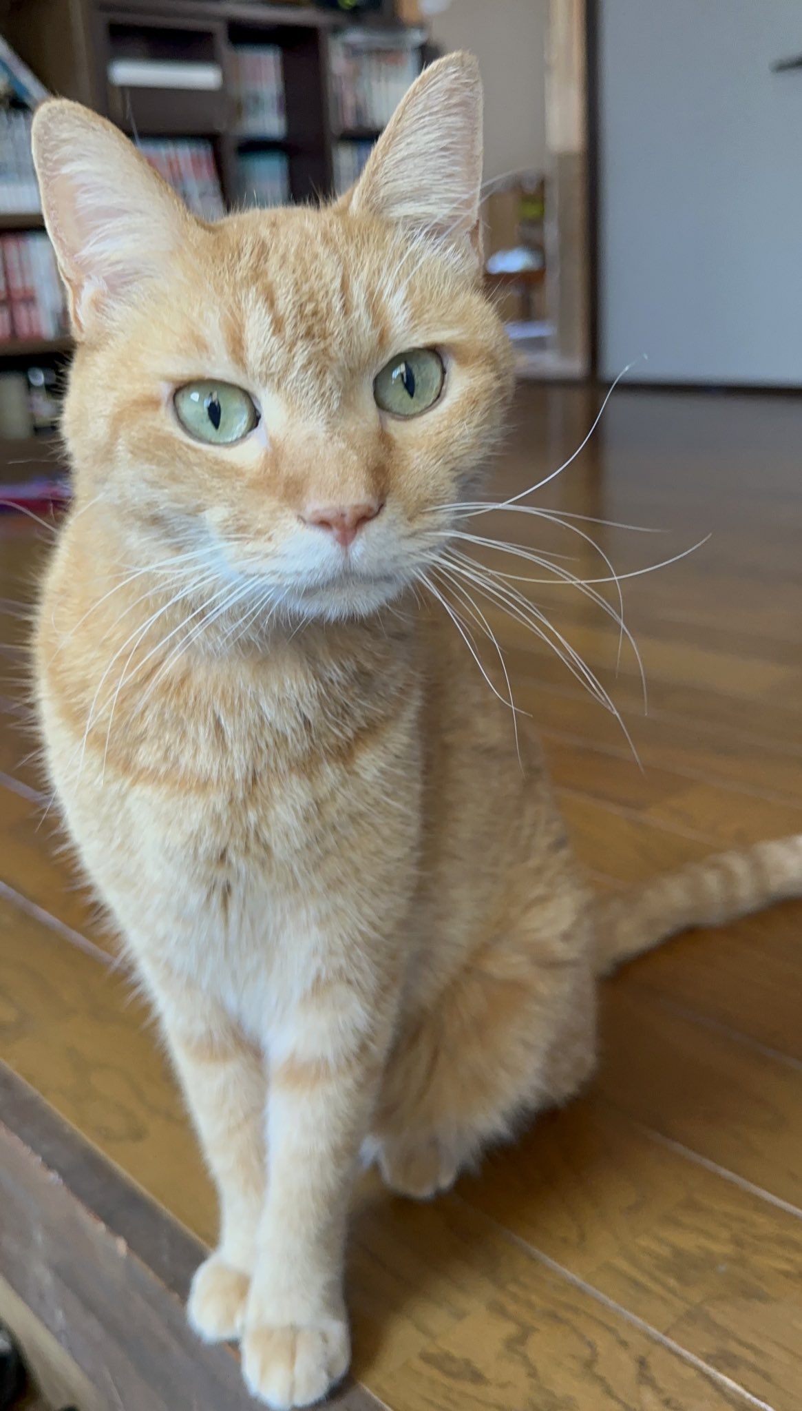 どこかの猫好き 猫好きが認めるネコ 5種セット CATS 5pcs | tonerico：tokyo hobb