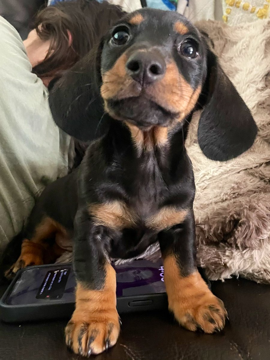 arielhoney07's tweet photo. I forgot to introduce you to Viggo! 
Isn’t he lovely?
🤎 https://t.co/b6VdJnC6Rx