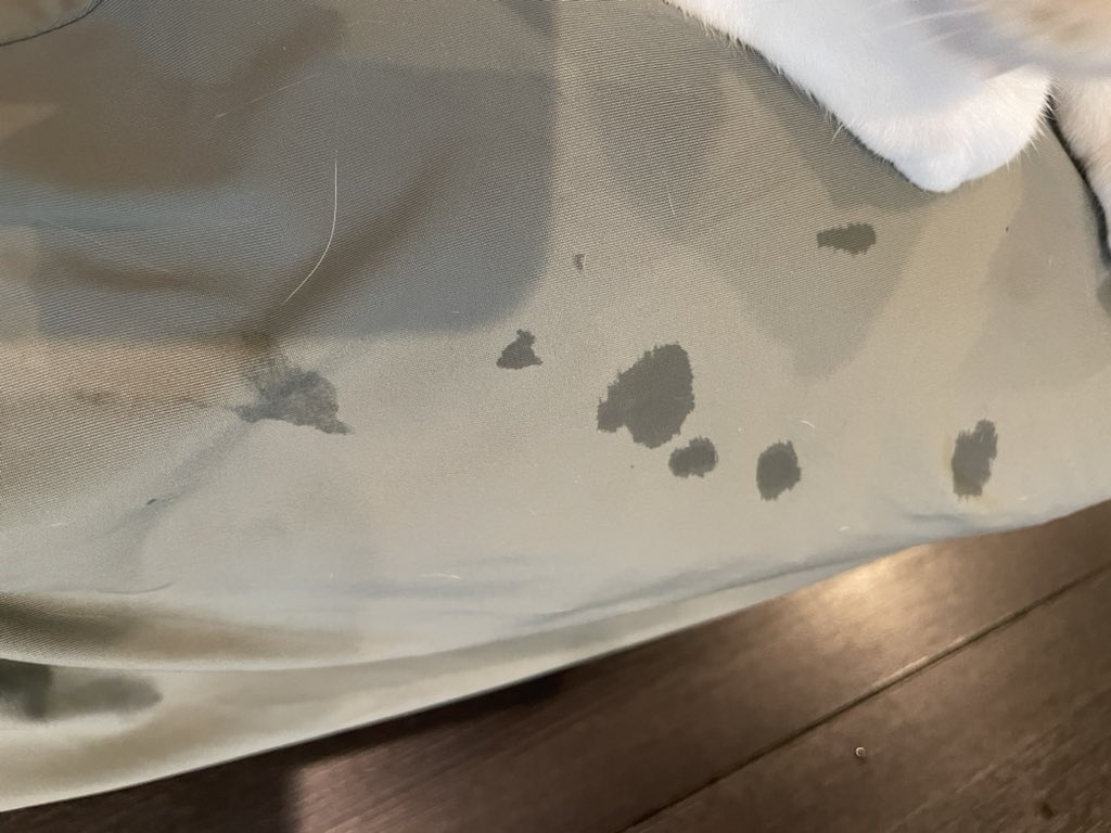 撫でてると雫が落ちてくるタイプのねこ