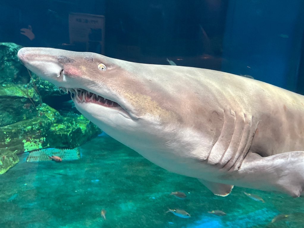 【中古】 中部の水族館/中日新聞社 水中楽園アクアリウム「謎ときんぎょ」｜2025年7月20日(日)～8月