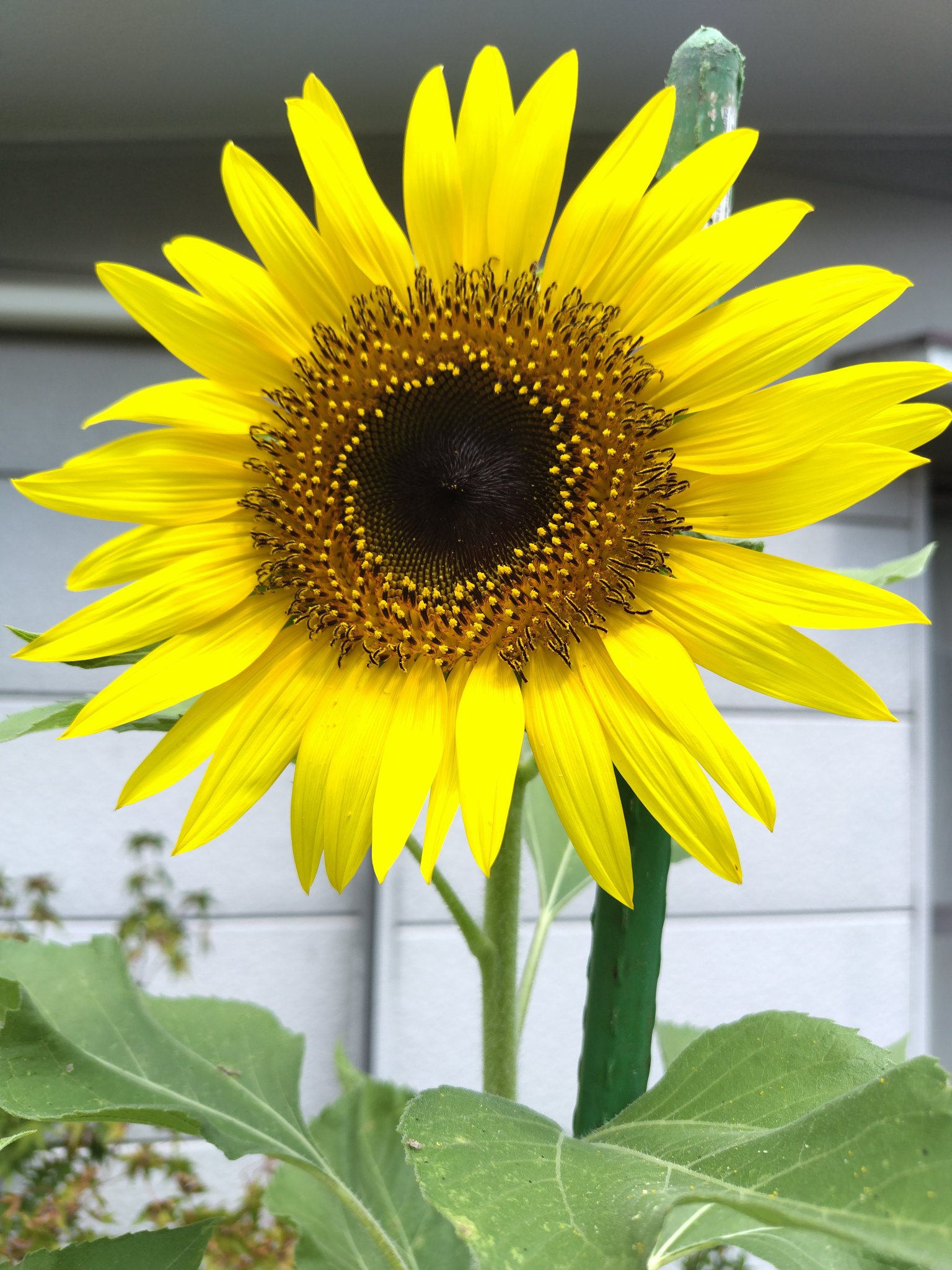 おにい＆おと on X: 