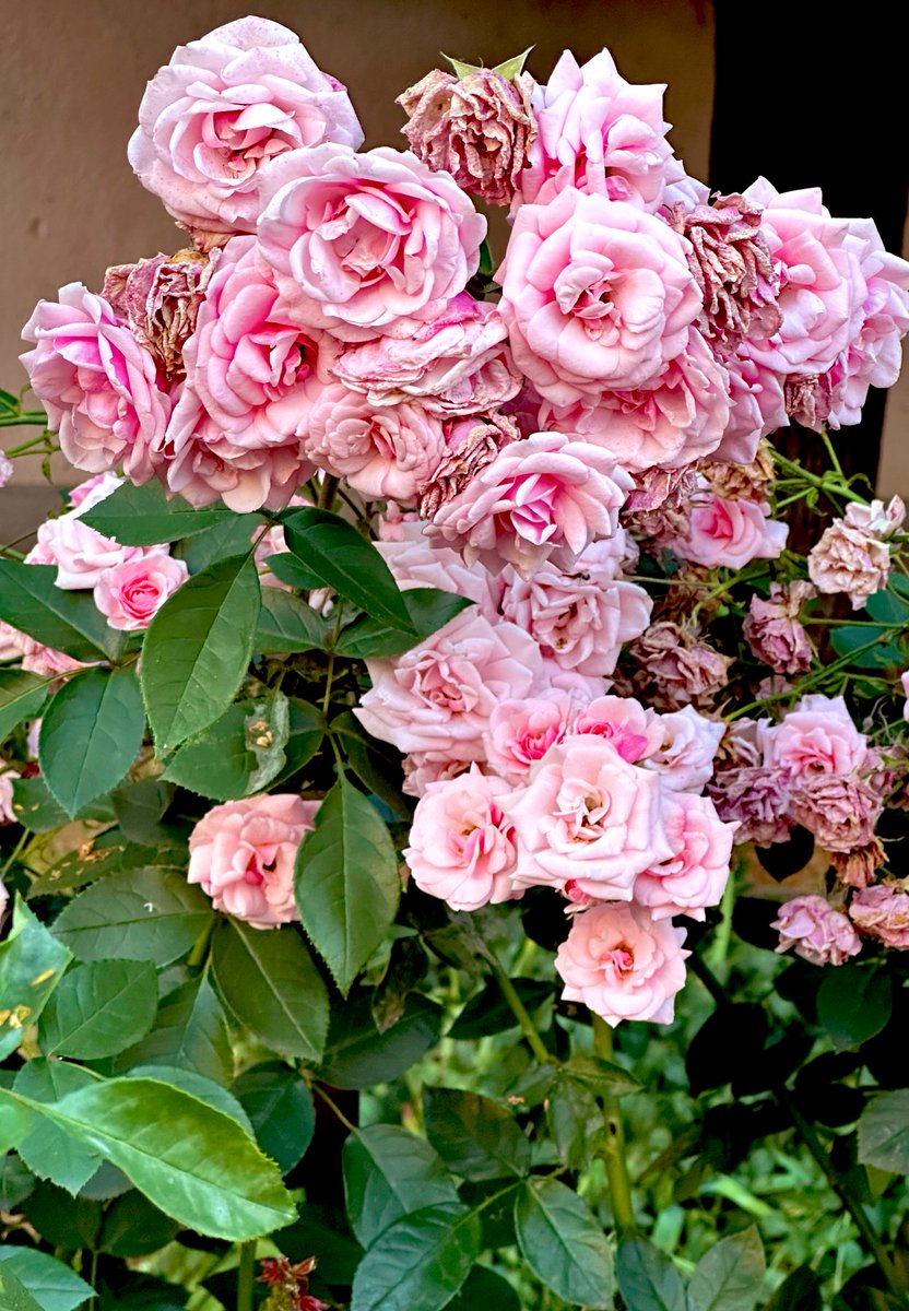 Za lepši početak dana.🙂