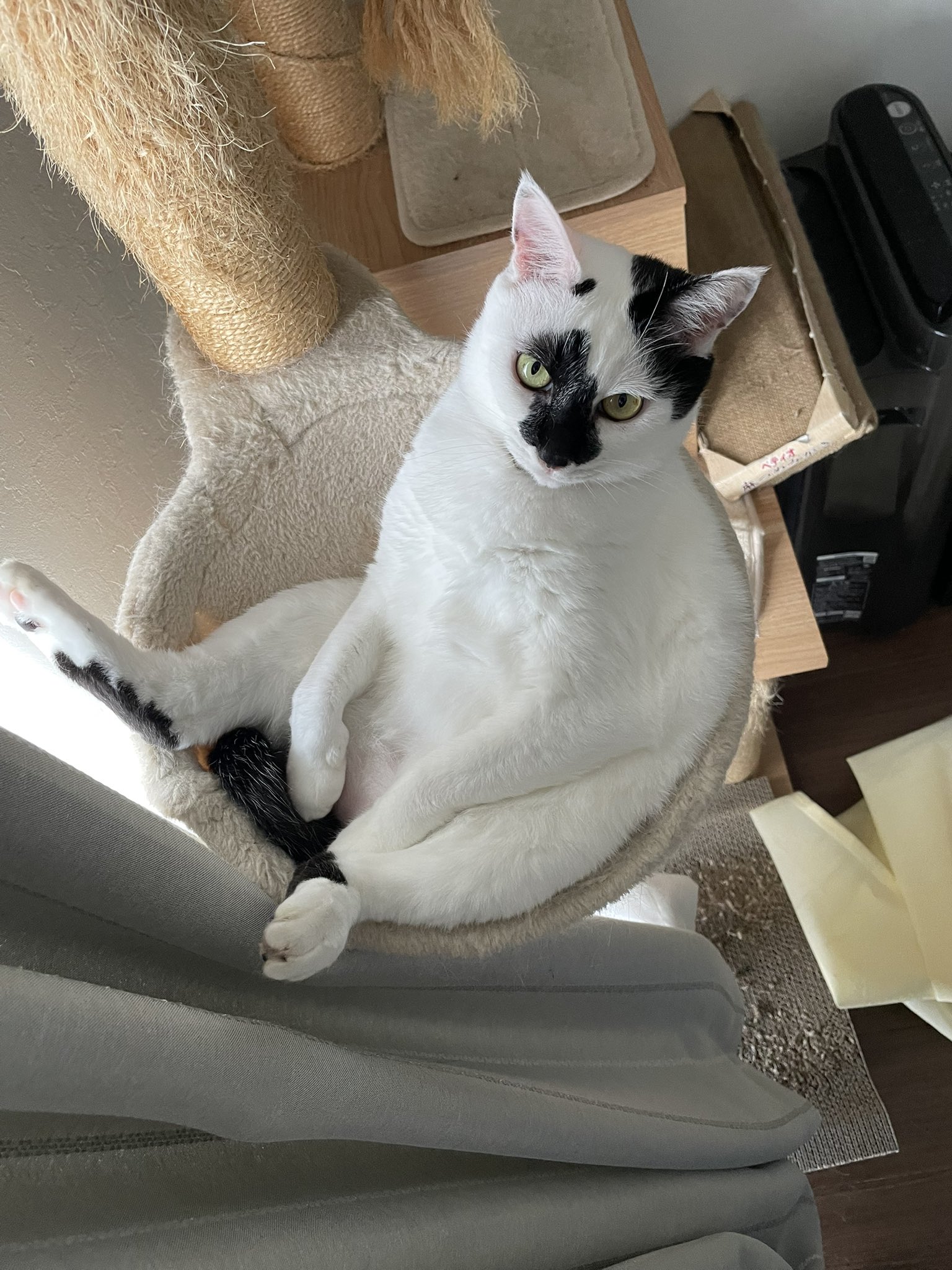 ねこ ねこは猫 on X: 