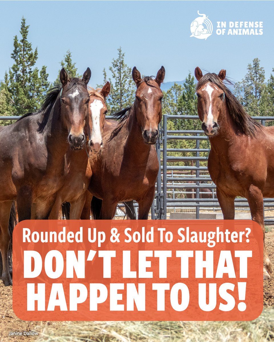 IDAUSA's tweet photo. These wild horses could be rounded up and sold to slaughter. Speak out now before it’s too late.
➡️ https://t.co/4U6RNTtaLD
Pls RT and support our work for wild horses https://t.co/0EAe5dtVph
#WildHorseAdvocacy #StopTheRoundup #HaltTheHelicopters #WildHorses https://t.co/M8antSsNet