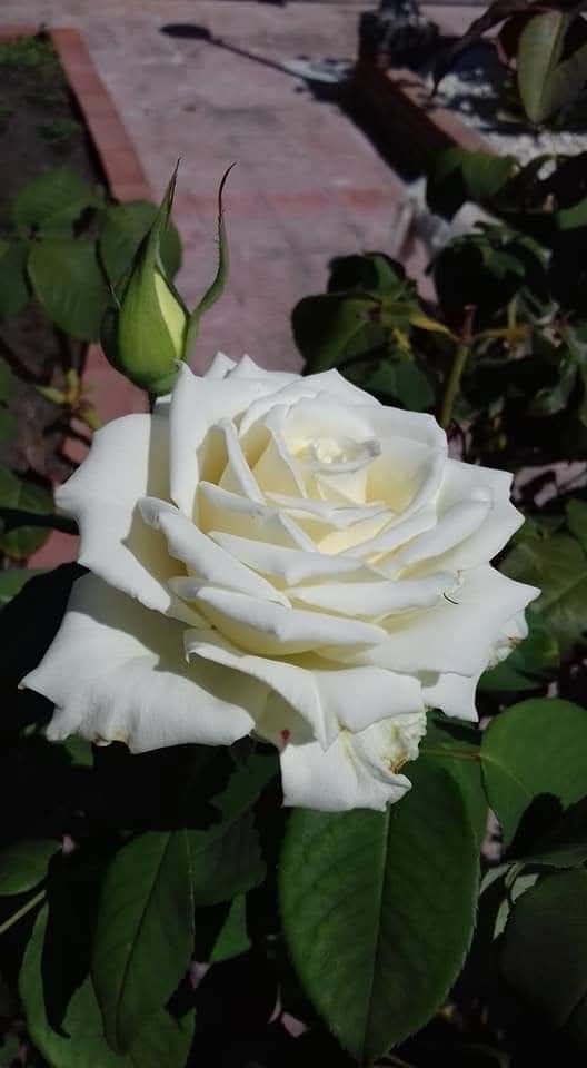 Sono tante le persone che ti danno il "buongiorno", e poi ci sono poche persone, quelle speciali, che rendono bello il tuo giorno. 
Tienile sempre vicine. 

🌱 Buongiorno