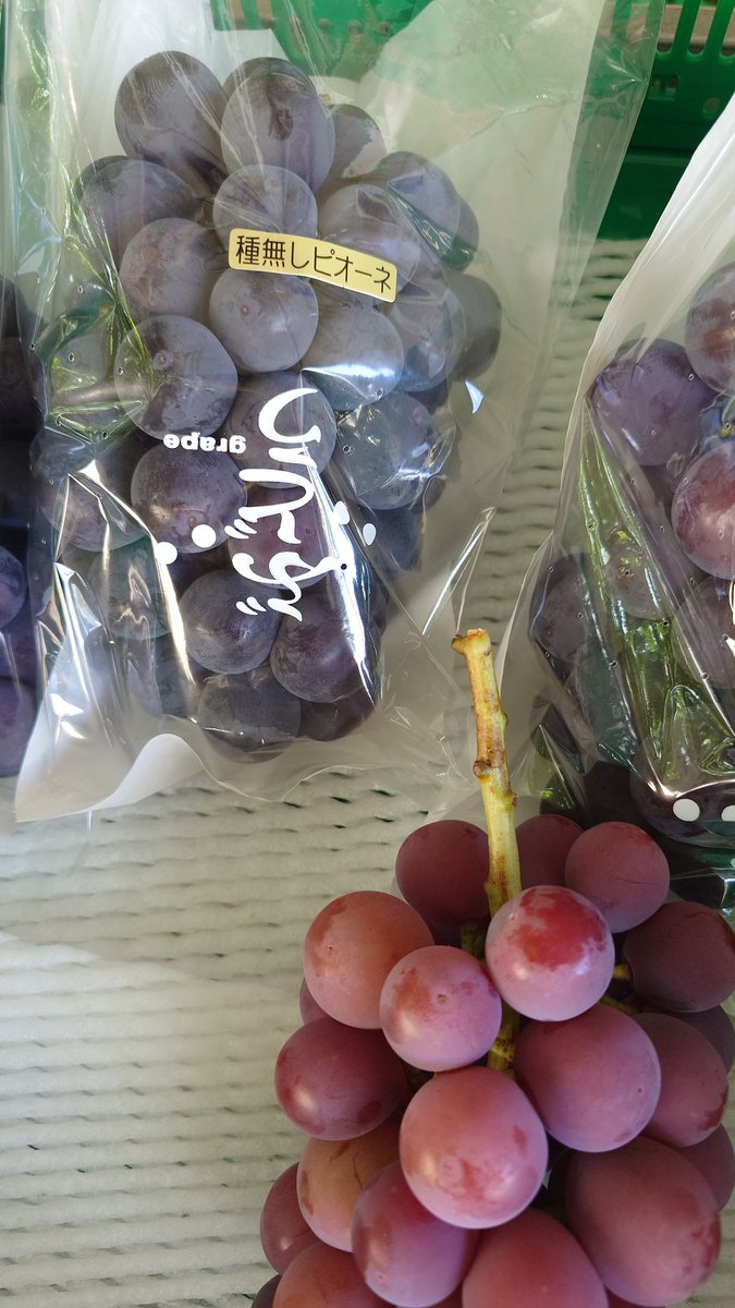 現在、ピオーネ、クイーンニーナも販売中です🫡
