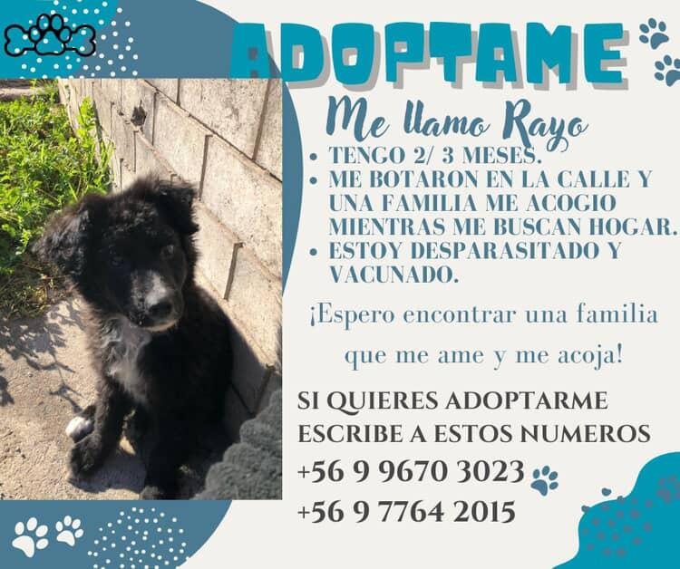 En adopcion