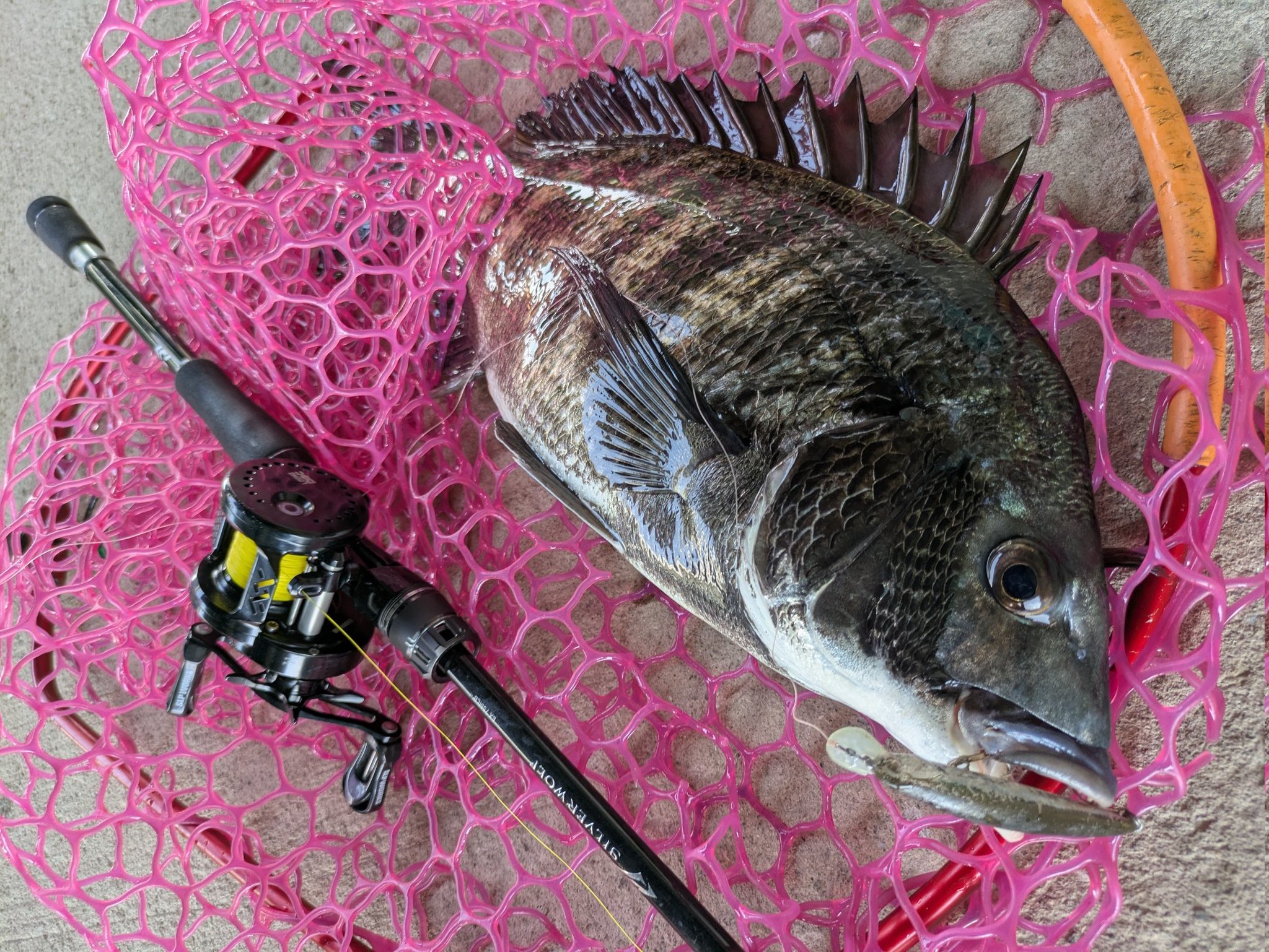 オルフェーヴル　鬣 FF66 | Fuel Off-Road Wheels