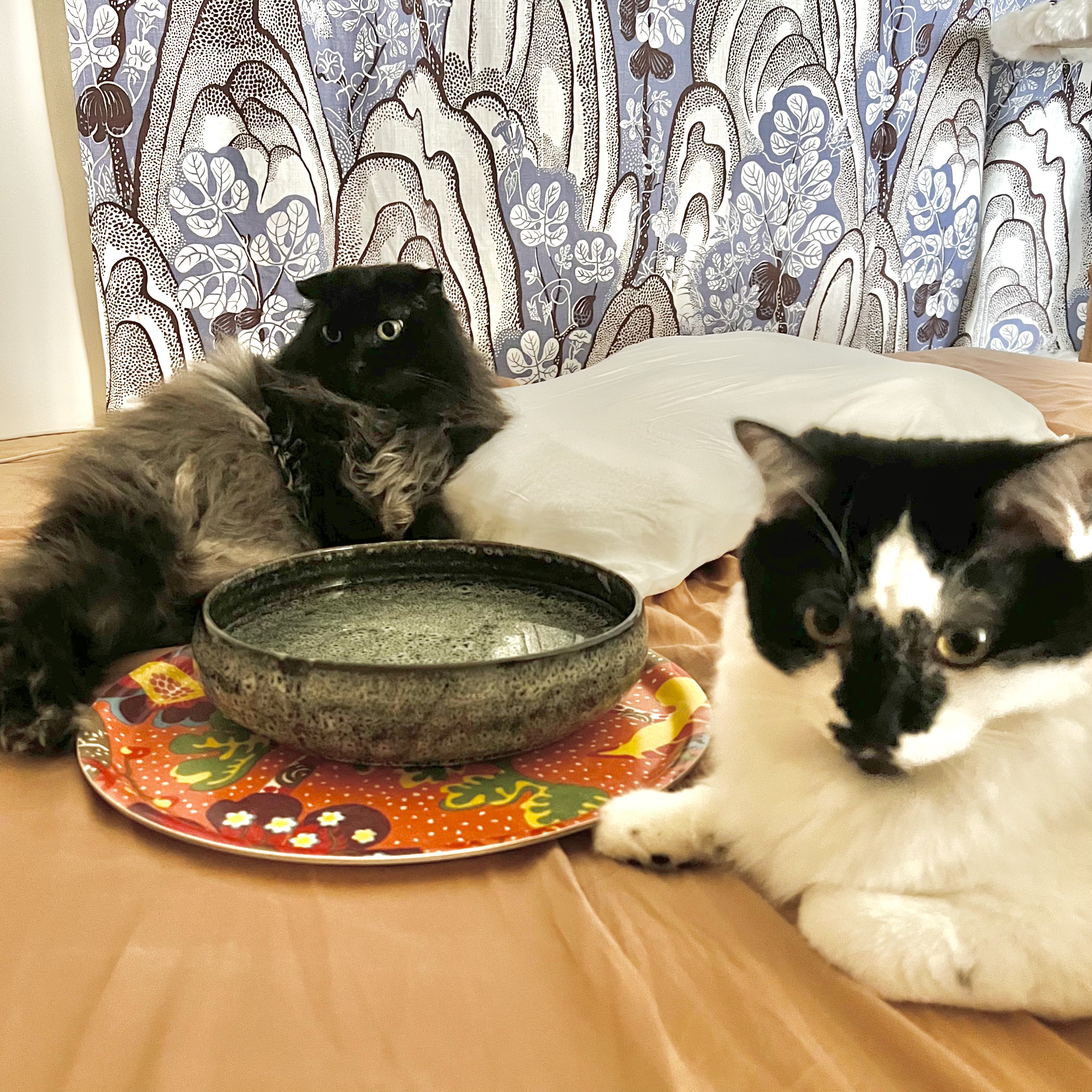 サタンねこ Amazon | [SUMIKA ratanto!シリーズ 人工ラタン製 小型 キャット