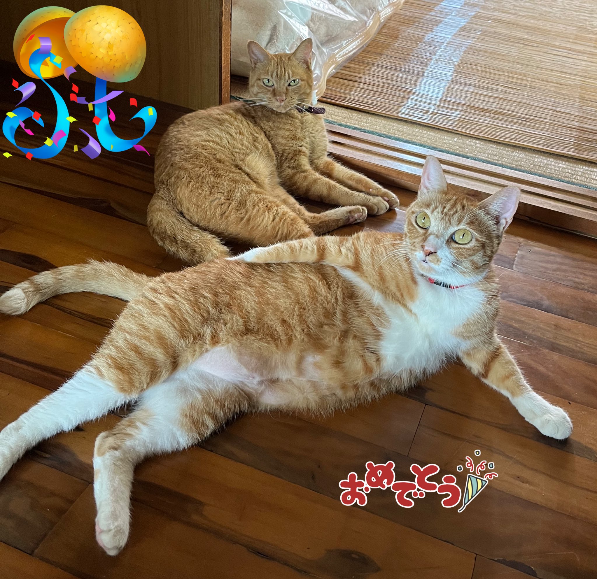 幸せの茶トラ 幸。 #cat #茶トラ #猫