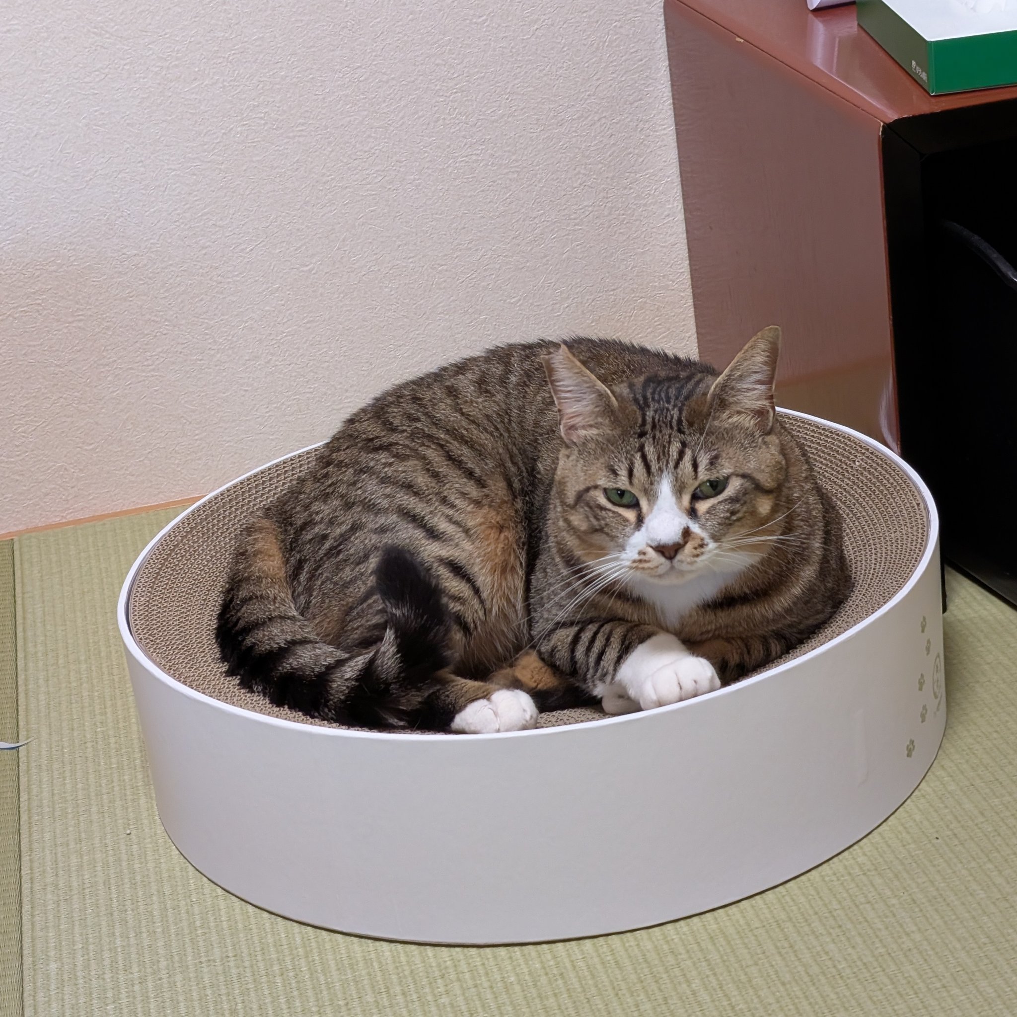 ねこ 5月もよろしくお願いしにゃす🐾 #カレンダー#ジュウハン#首輪#黒