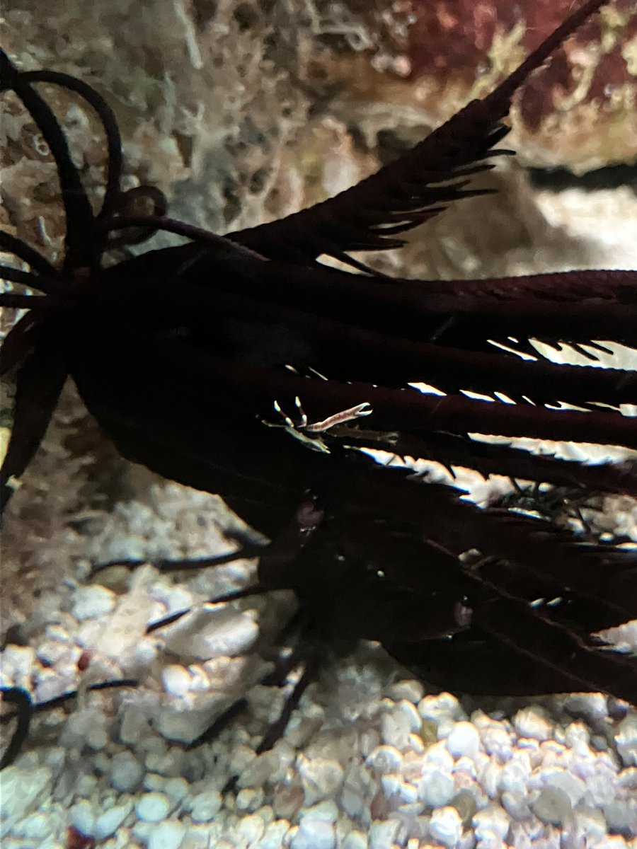 水族館のウミシダにコマチコシオリエビが……！　#白浜水族館