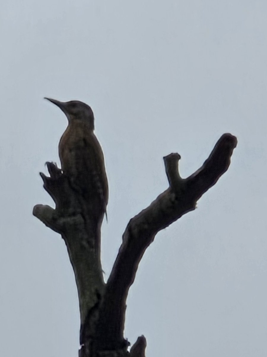 <a href="/ViewFromShikhar/">Shikhar</a> Definitely contemplating!