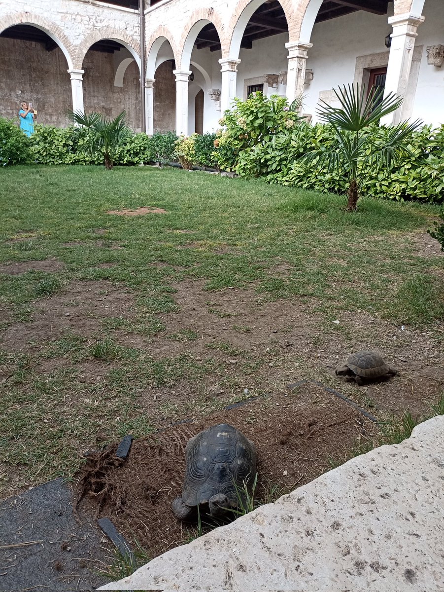 Rencontre insolite dans le cloître des franciscains de Pula en Croatie.
Après les oiseaux et les poissons, ils ont trouvé un nouveau public 😅
#GrandTour #Croatie