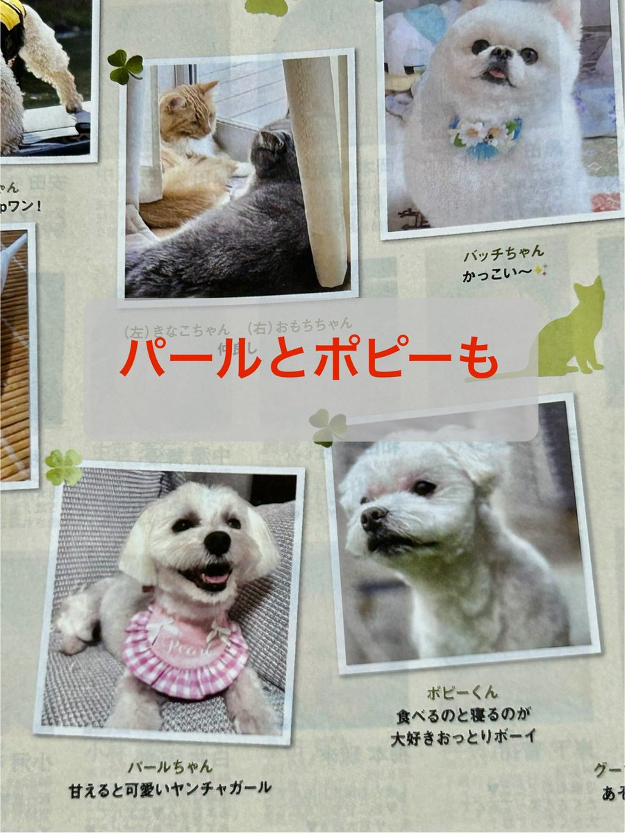 shibachomama's tweet photo. #地元の情報誌
『オウティ』9月号と8月号に
掲載していただきました。

#オウティ
は地域密着型の情報誌です

別枠で
ポピー君とパールも
載せていただきました
是非手に取ってみてくださいね♪

#滋賀県の老犬ホーム
#滋賀県のペットホテル
#老犬介護 
#高齢犬介護
#家庭的老犬介護施設SmileHome https://t.co/VALNWP2kM4