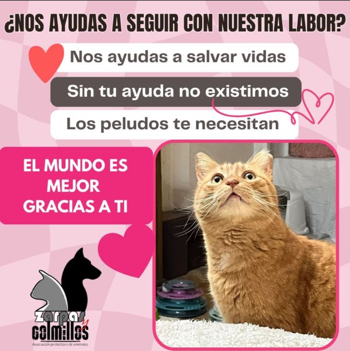 💕 DONA Y SALVA VIDAS 💕
Toda la labor de ayuda a los animales de la asociación se financia gracias a las aportaciones de personas como tu! Si quieres aportar tu granito de arena,  puedes hacer un donativo en cualquier momento por el importe que quieras

buff.ly/3CI3hQV