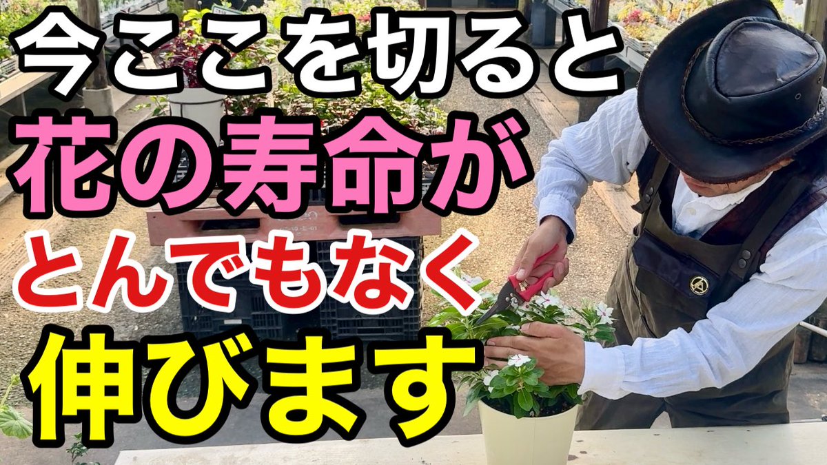 カーメン君@園芸超人 on X: 