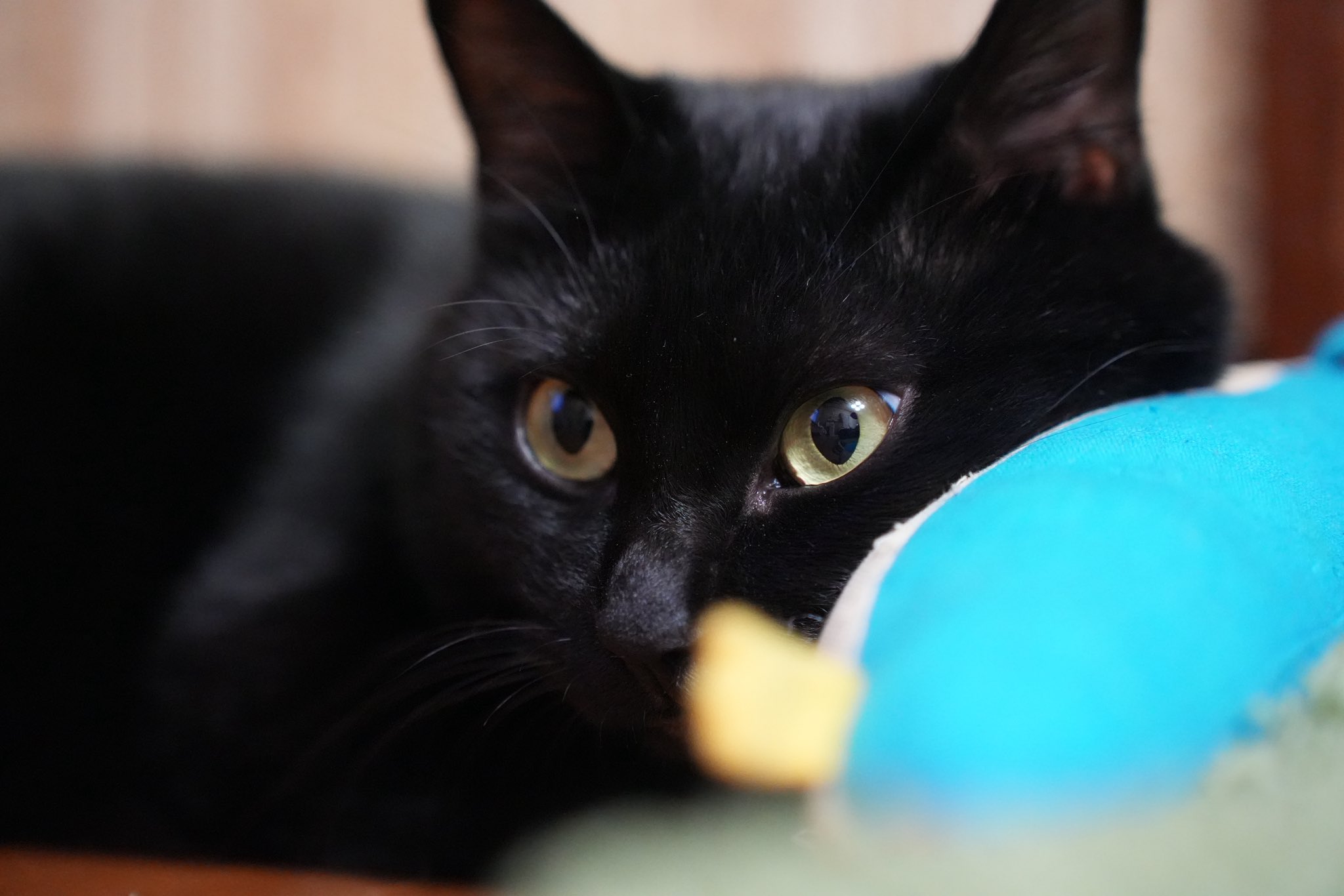 くろねこ ドロップス クロ Drops Kuro イエローアイ 猫のぬいぐるみ 仔猫