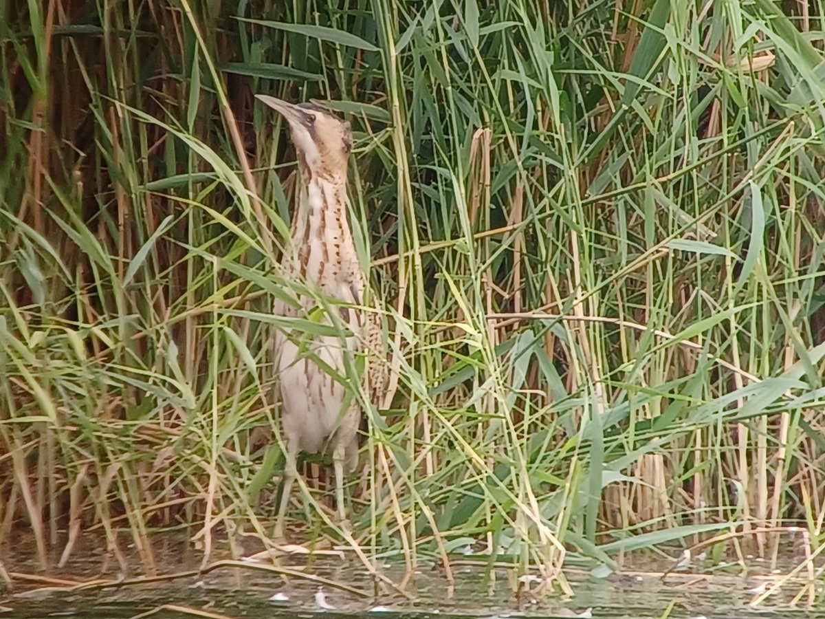 A second Bittern at KWP Cliff Pool this morning