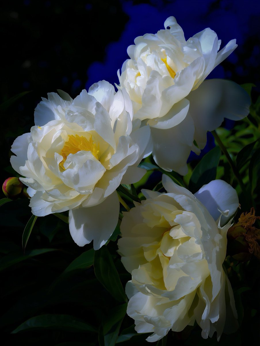 peony - Search / X