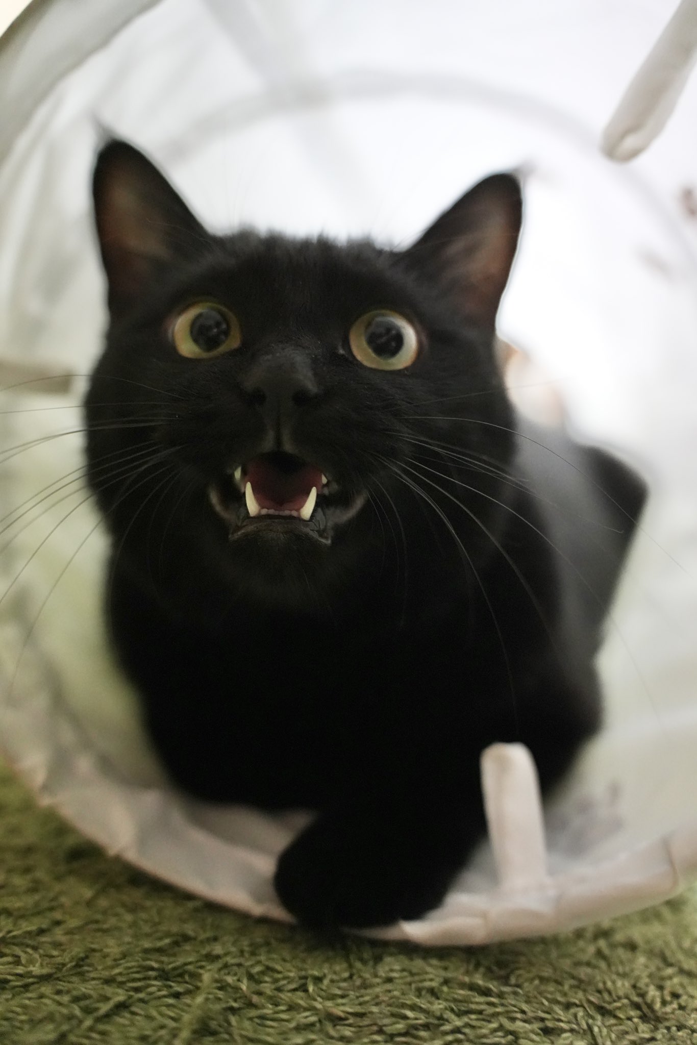 黒猫 黒猫つくねちゃん太しっぽ on X: 