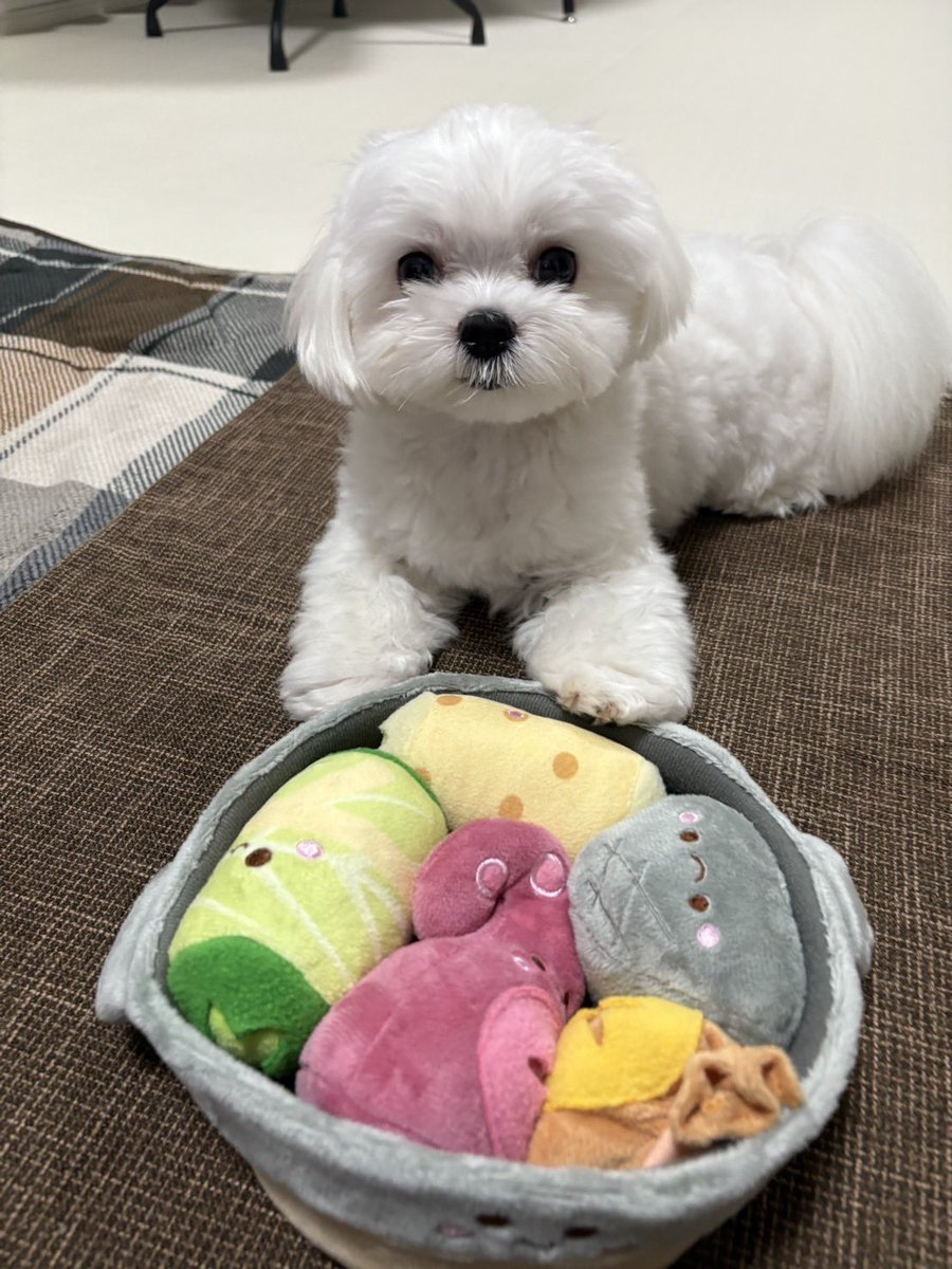 おでんのおもちゃもらった🐶🍢