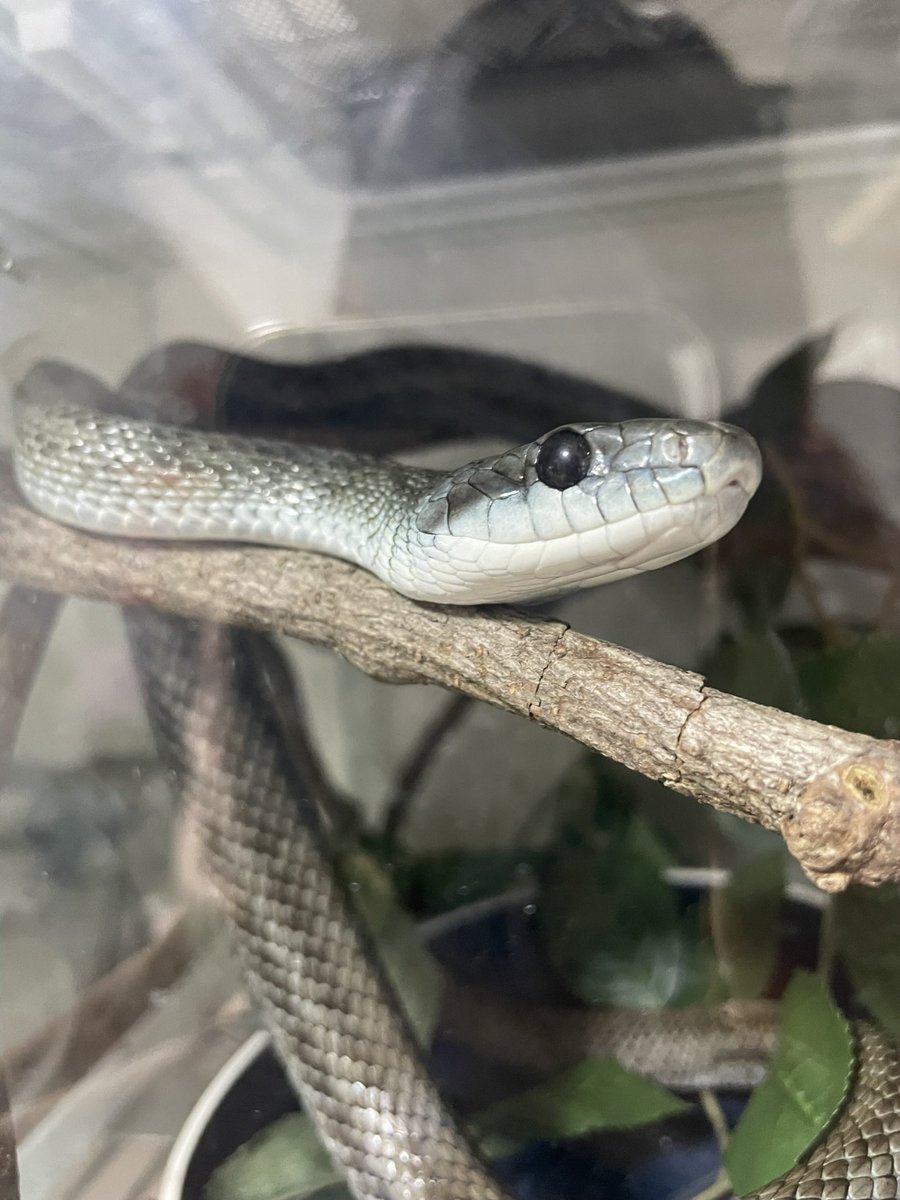 kyamos0828's tweet image. 明日8/31(日)は
#近畿レプタイルズマーケット　に
出店ですよん(*⁰▿⁰*)♪

ブース@Blaevo_Rep_Bugs ☆３５番☆

爬虫類(主にヘビ)
小動物(ジャービル、シマリス)
奇蟲(タランチュラ、ダンゴムシなど)
連れていきまぁす( *´艸`) ♡

詳しくは@kinkirep チェック☆