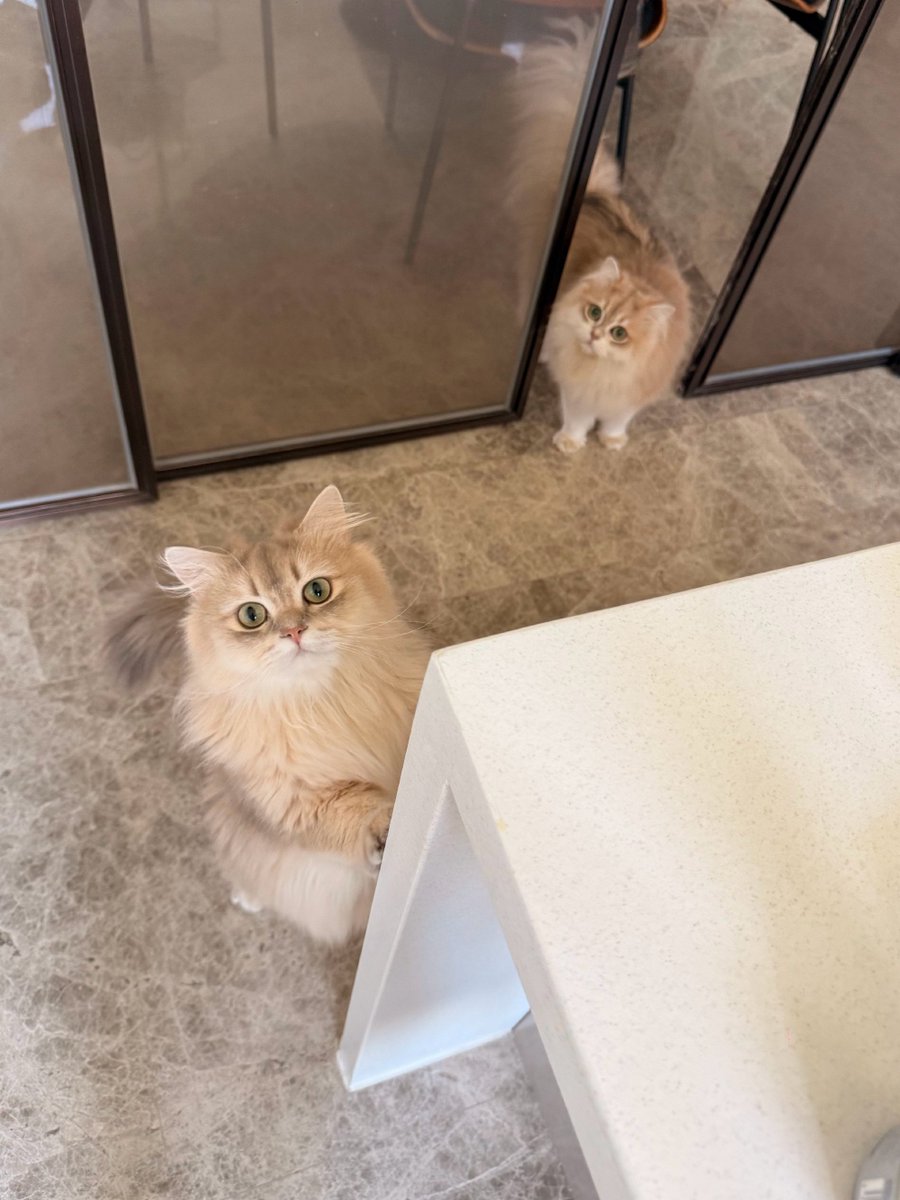 Kittens are very cute😍😍