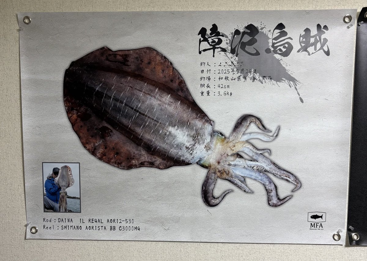 fukuhatta's tweet image. 今春自己記録のアオリイカのデジタル魚拓が到着🫡
今回で3枚目となる3.6kgのアオリイカが忠実に表現されて背景など拘って製作してもらいました😊
メモリアルフィッシュアートさんいつも有難うございます👍
メーターブリに引けを取らない思い出に残る一杯でした♪
#メモリアルフィッシュアート
#MFA