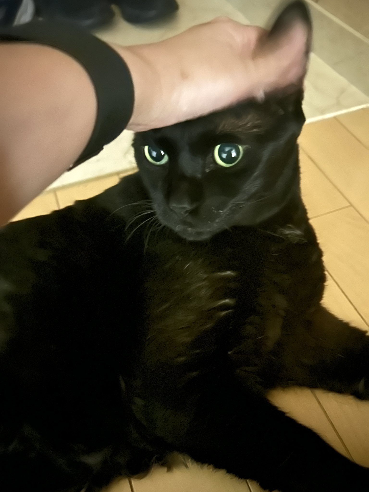 黒猫 黒猫つくねちゃん太しっぽ on X: 