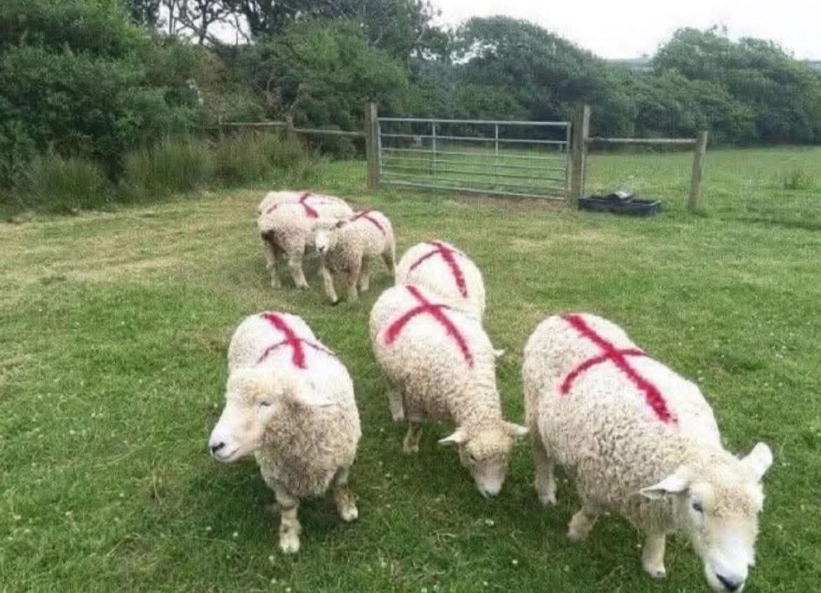 Alright, who’s done the fucking sheep?