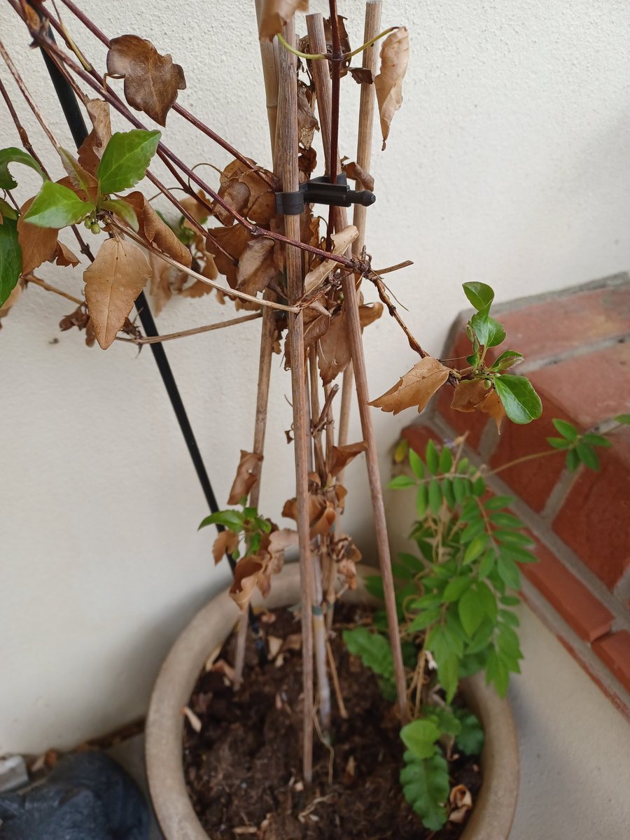 Cause I'm a shit gardener (and the obvs heatwaves we have had) my clematis is looking awful, do I prune it right back to the base or leave it and just feed ? #Gardeners #Clematis #Help