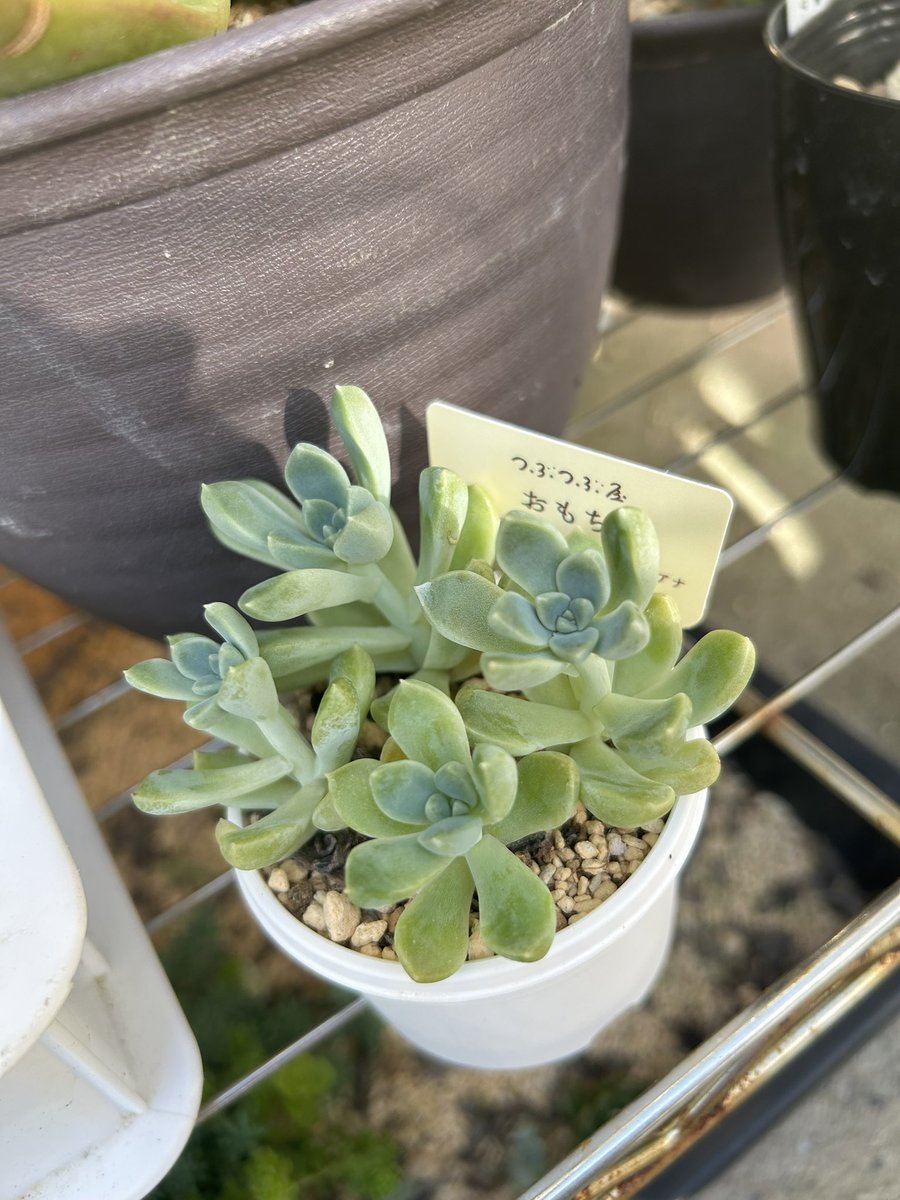 つぶつぶ屋 - Search / X