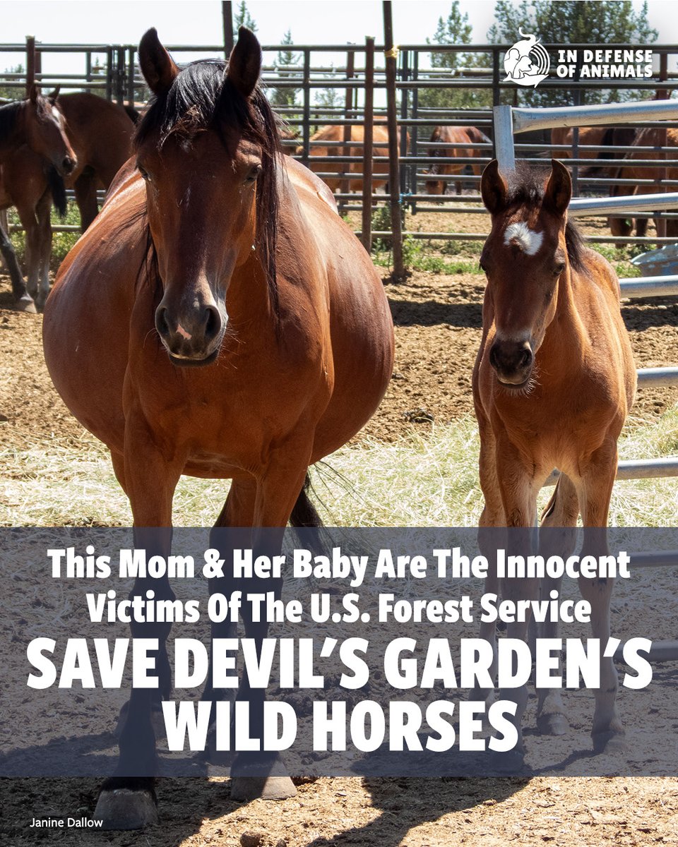IDAUSA's tweet photo. ROUNDUP STARTS TODAY. This mom & her baby could be torn from the rest of their family. Act immediately to save Devil’s Garden wild horses.
✍️ https://t.co/TIS6hh6nho
Pls RT & support https://t.co/NLySzkKvHX
#ProtectWildHorses #StopTheRoundup #HaltTheHelicopters #WildHorses https://t.co/TOze5OG9sb