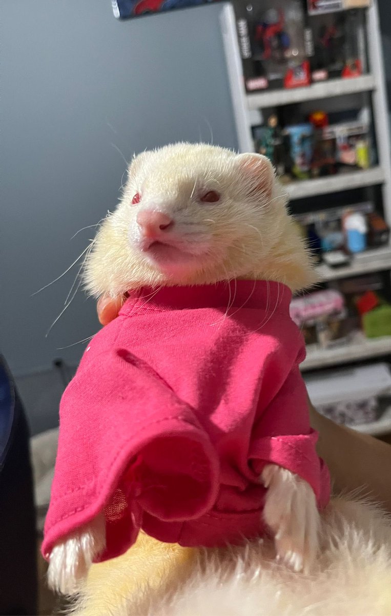 El anda facha como su dueño 😮‍💨 #Ferret #Huron
