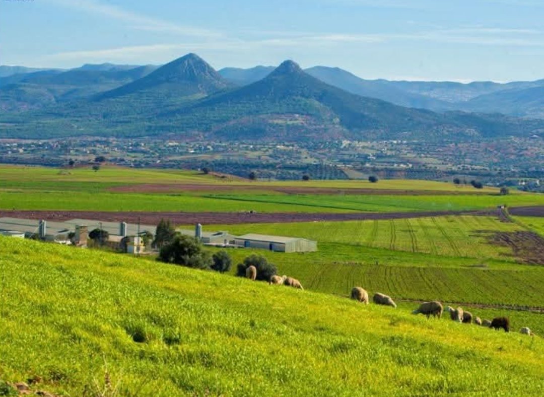 صباح الخير يا وجوه الخير 
#البويرة