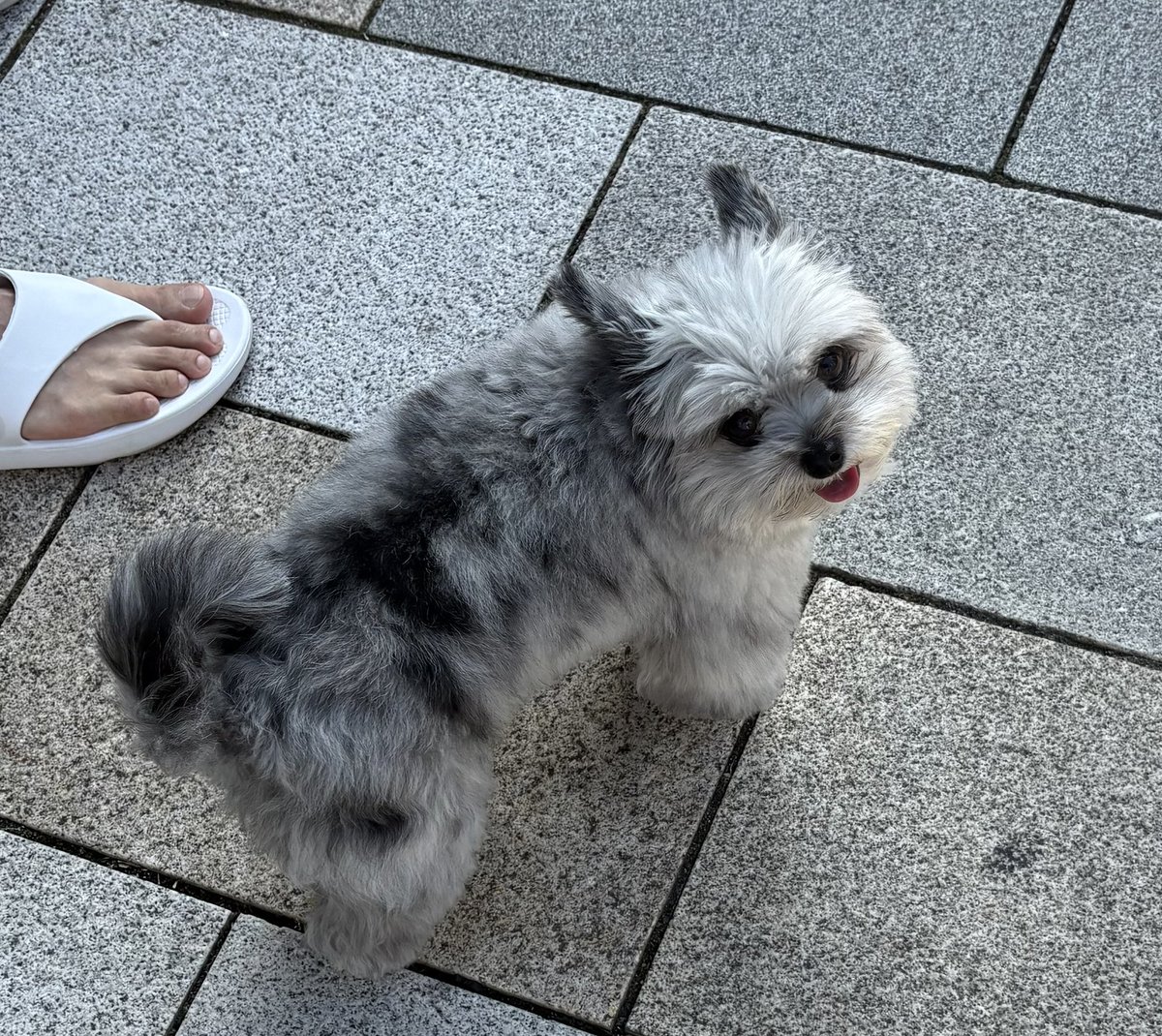 🐶目撃情報 #迷子犬 #迷い犬 #小型犬 #東京 #東京都 #港区
2025/8/30 東京都港区 表参道 骨董通りで
白×グレーの小型犬? 目撃されています