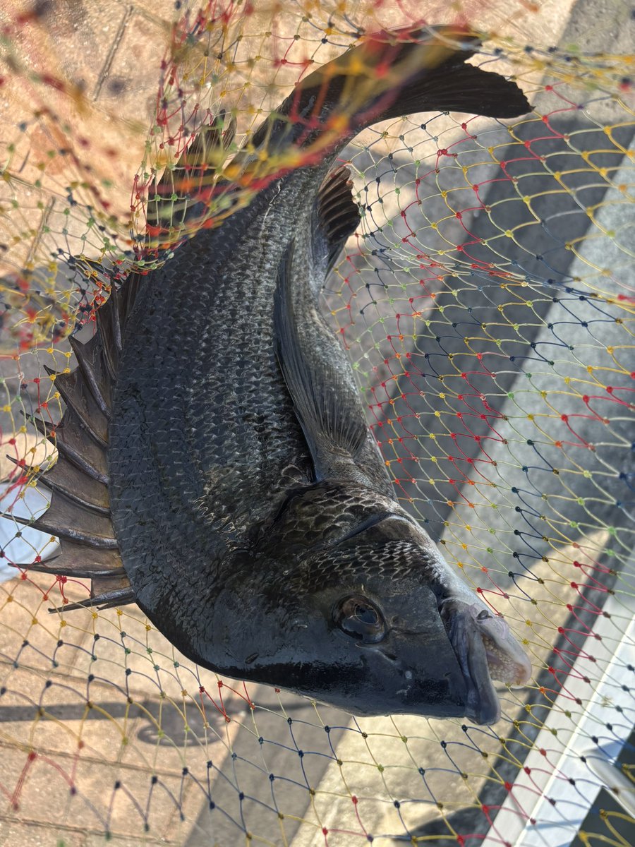 zerohechi's tweet image. 暑すぎ、、頭痛帰宅😣
4キャッチ6バラシ
フジツボにしてからバラシが多い!
難しい💦 #ヘチ釣り  #黒鯛