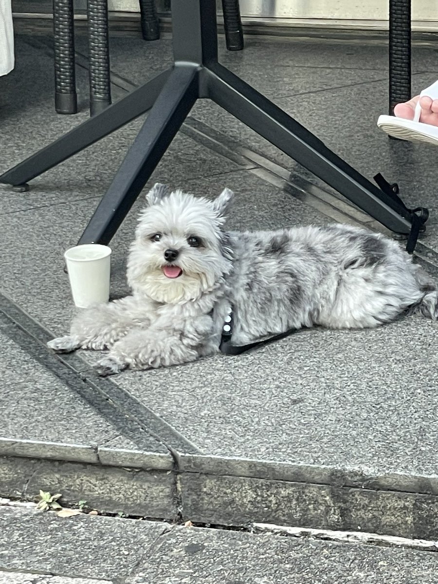 犬も水分取っててえらい👏